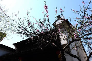 西溪 (66)