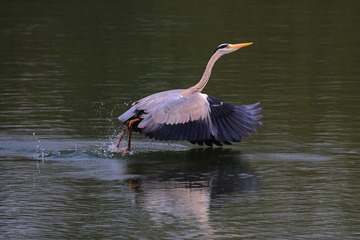 IMG_8989a