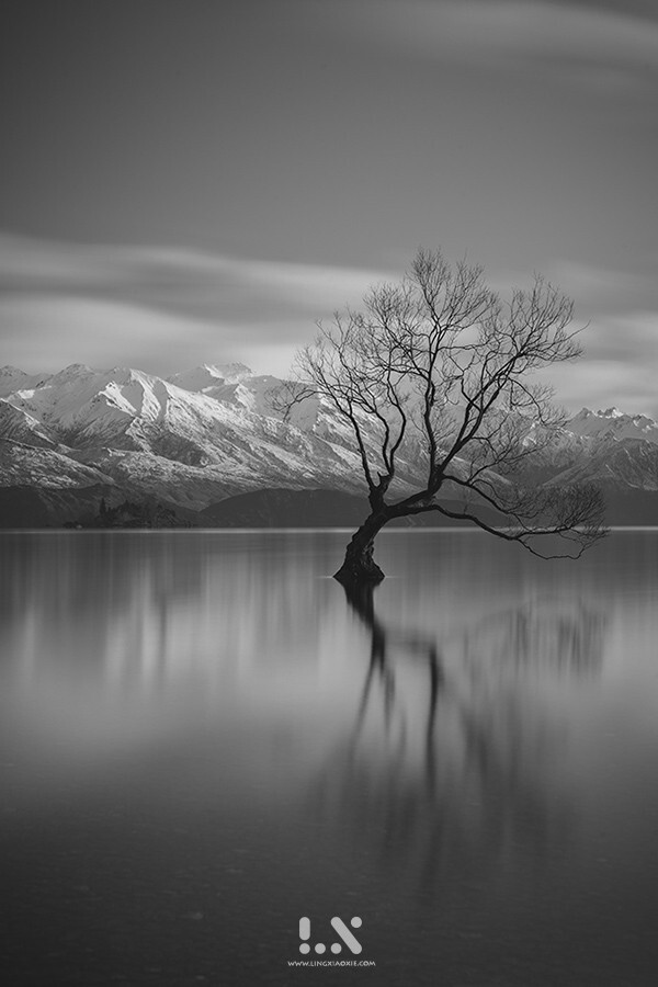 新西兰 Lake Wanaka的孤独之树，日出时分，万物无声，唯有静谧。