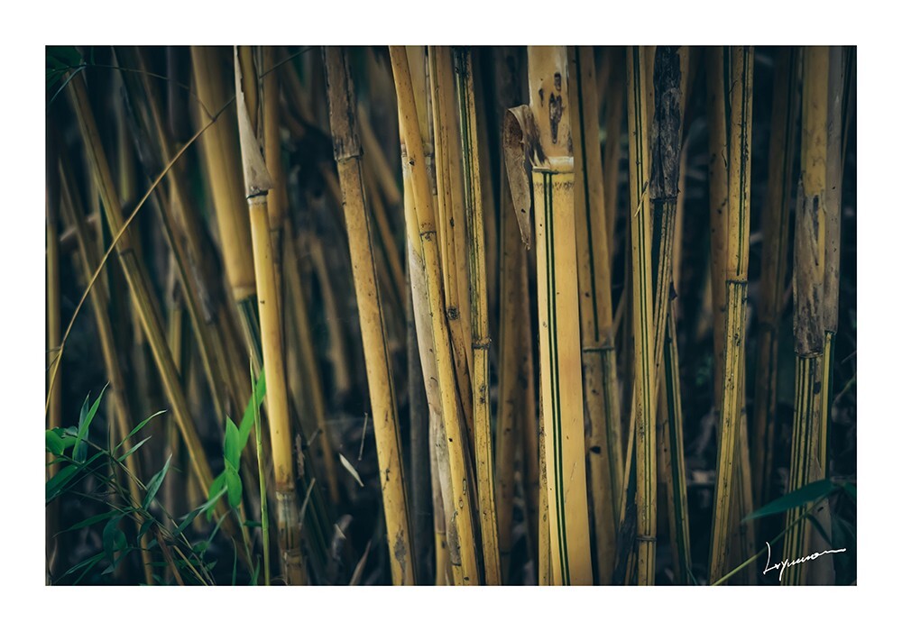 竹