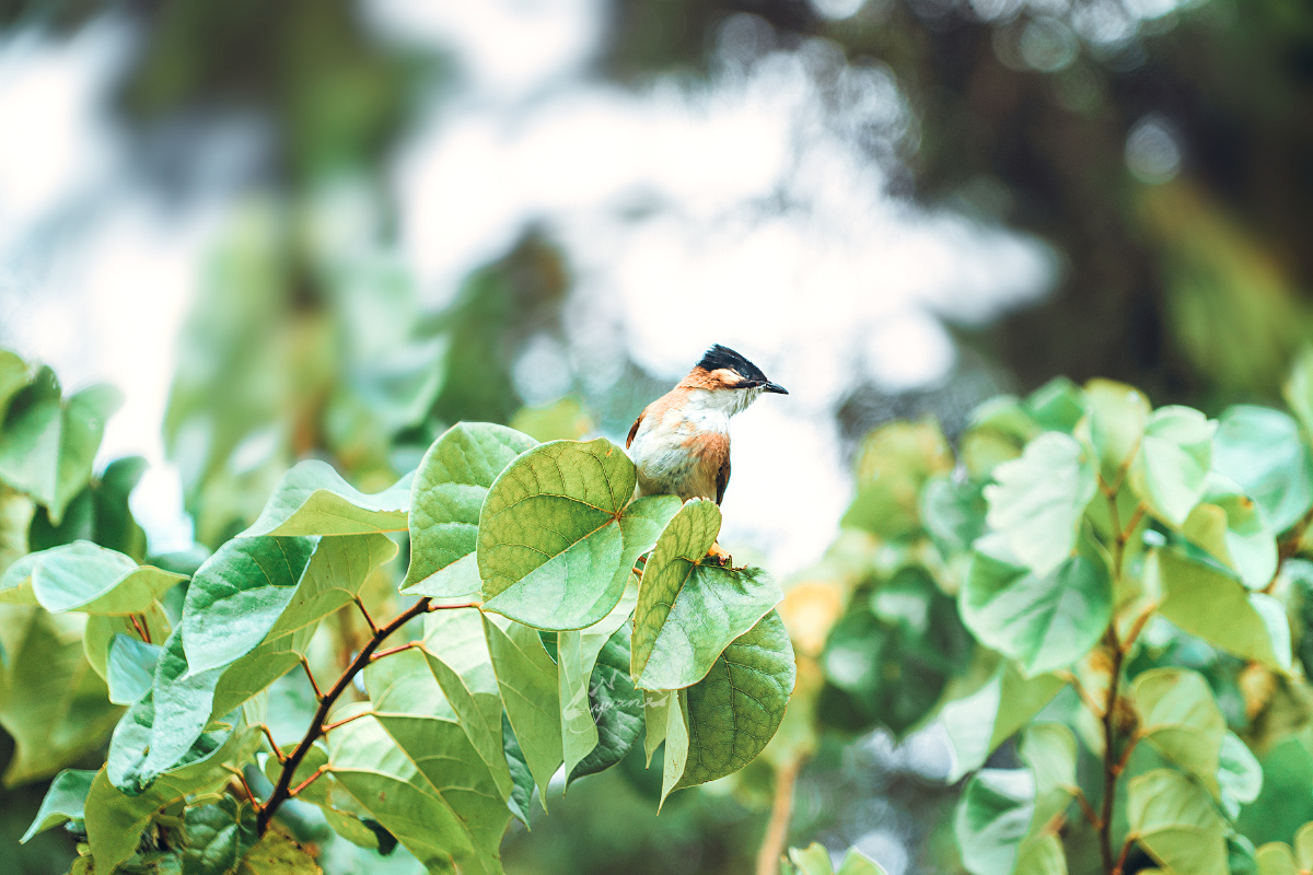 树上停着一只什么鸟
