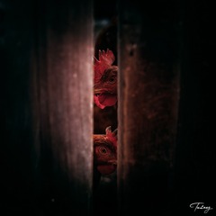 窥