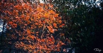 火树银花