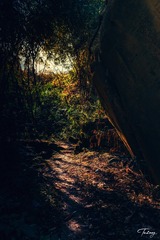 竹林