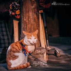 向往自由