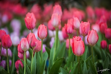 春泥