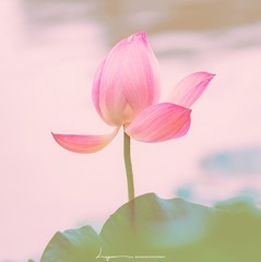 荷