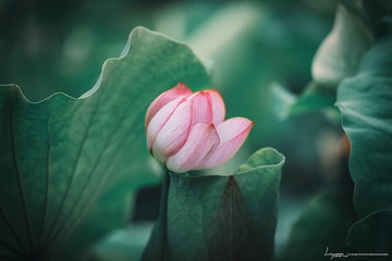 静宜