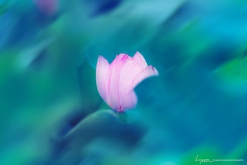 怒放