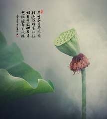 莲