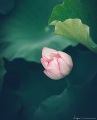 探