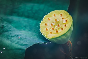 莲