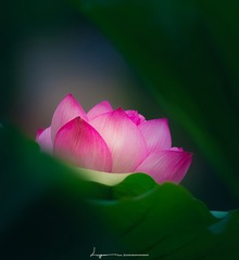 碧叶翠盖