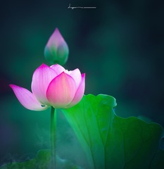 我生君未生  君生我已老