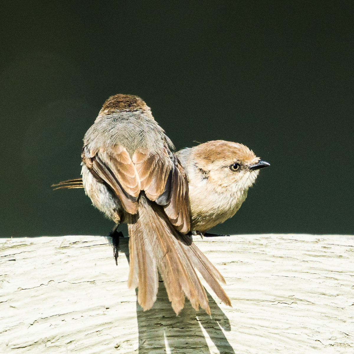 丛山雀 - 卢沟晓明 - 图虫