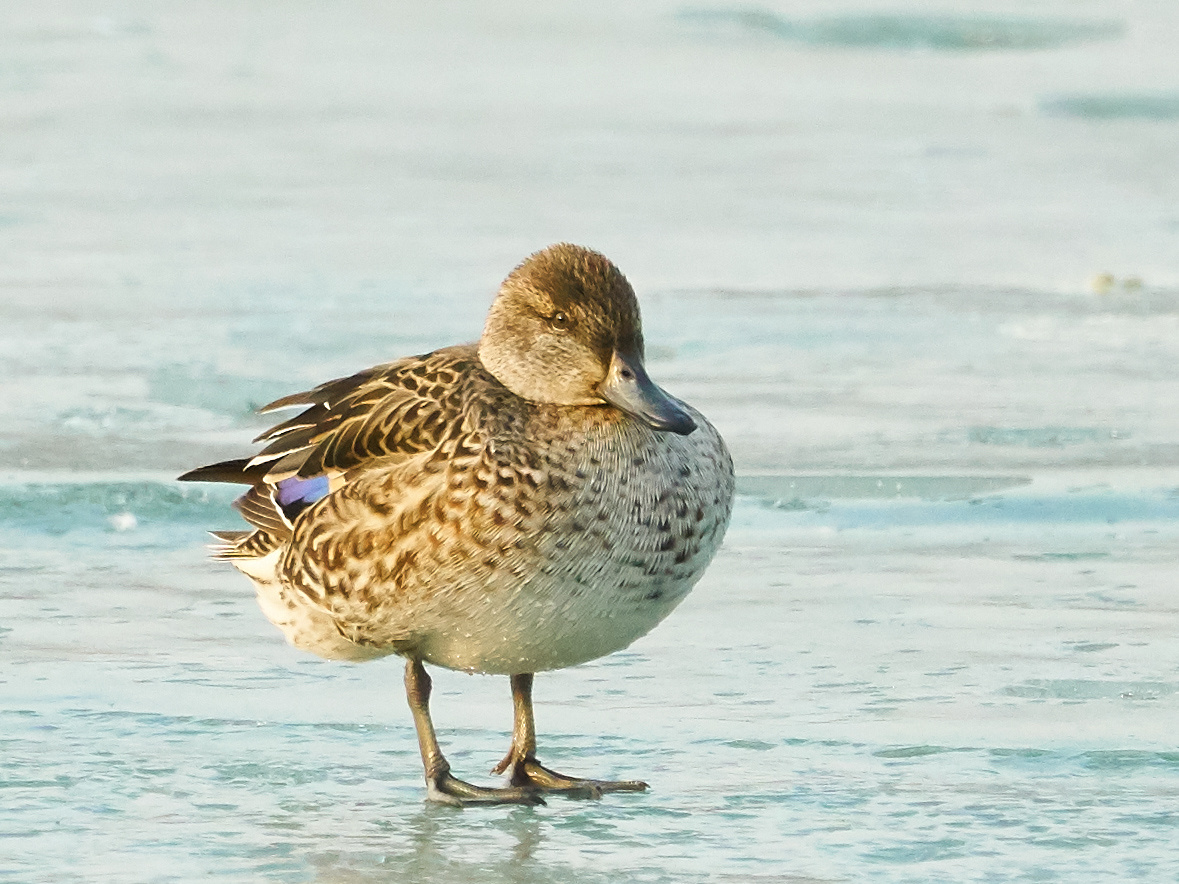 绿翅鸭(雌) - 卢沟晓明 - 图虫
