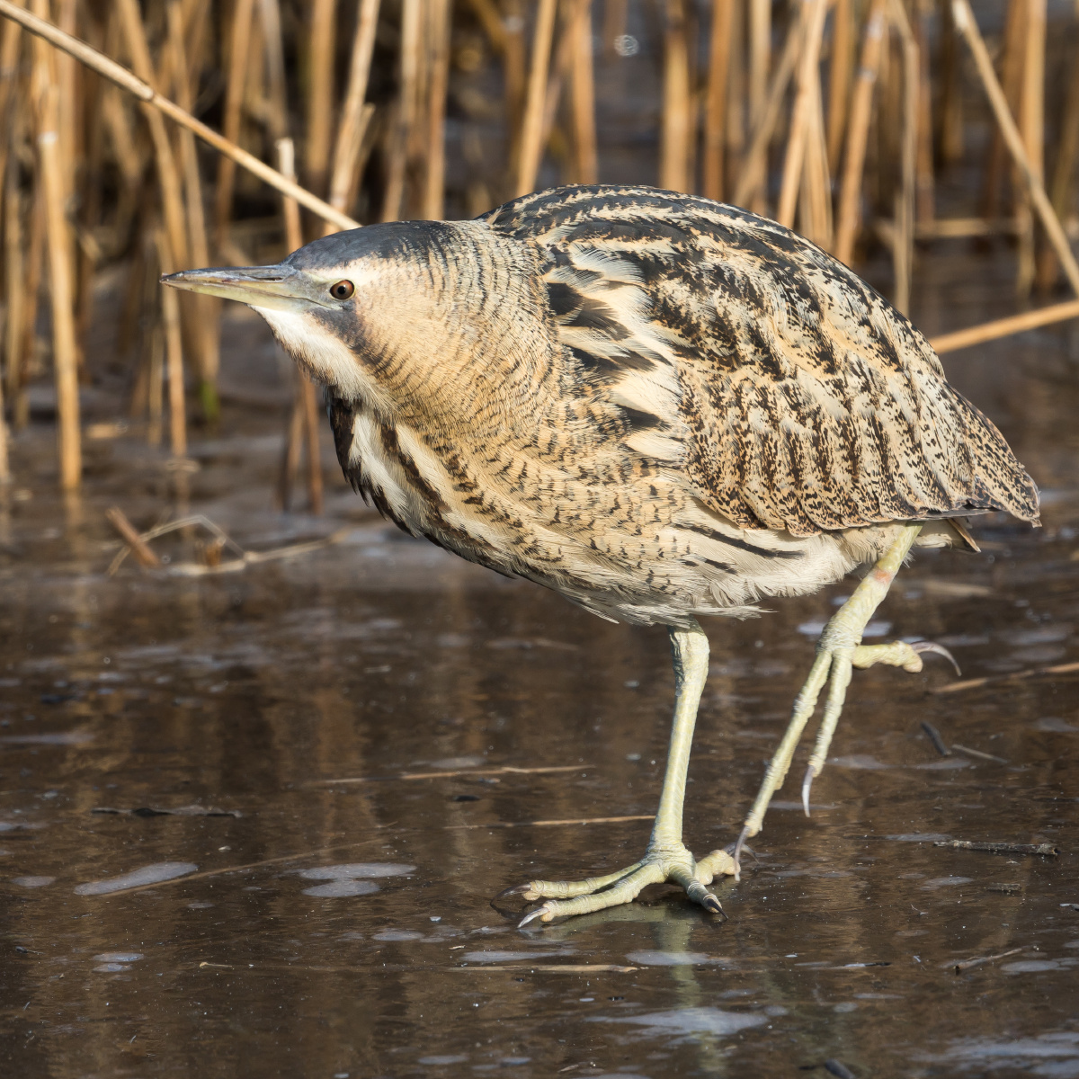 大麻鳽 - 卢沟晓明 - 图虫