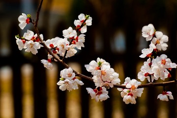 IMG_2804-1