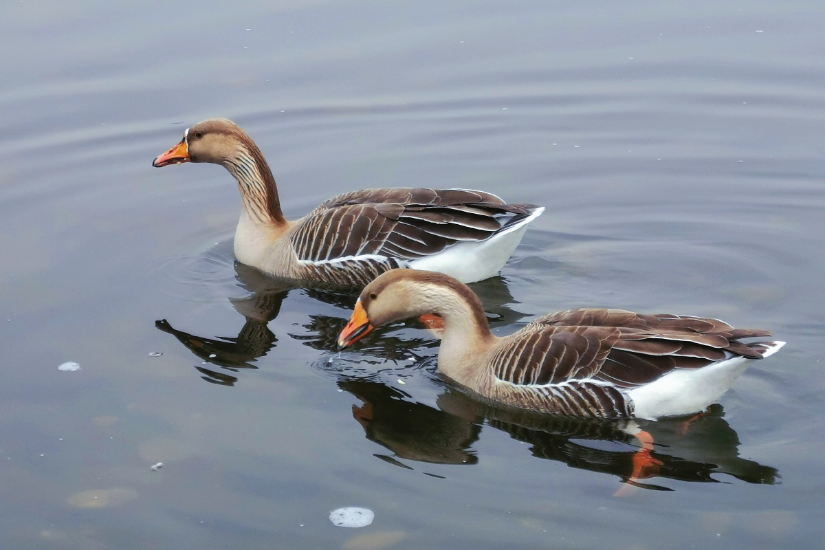 春江水暖鸭先知
