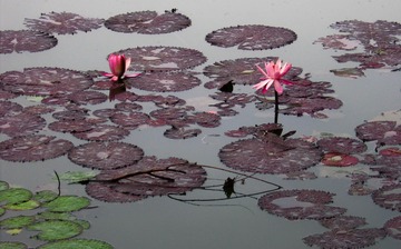 img_0721-1
