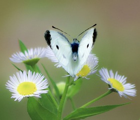 IMGP2216_1