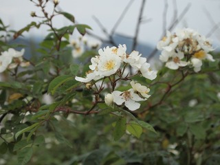 P4260959
