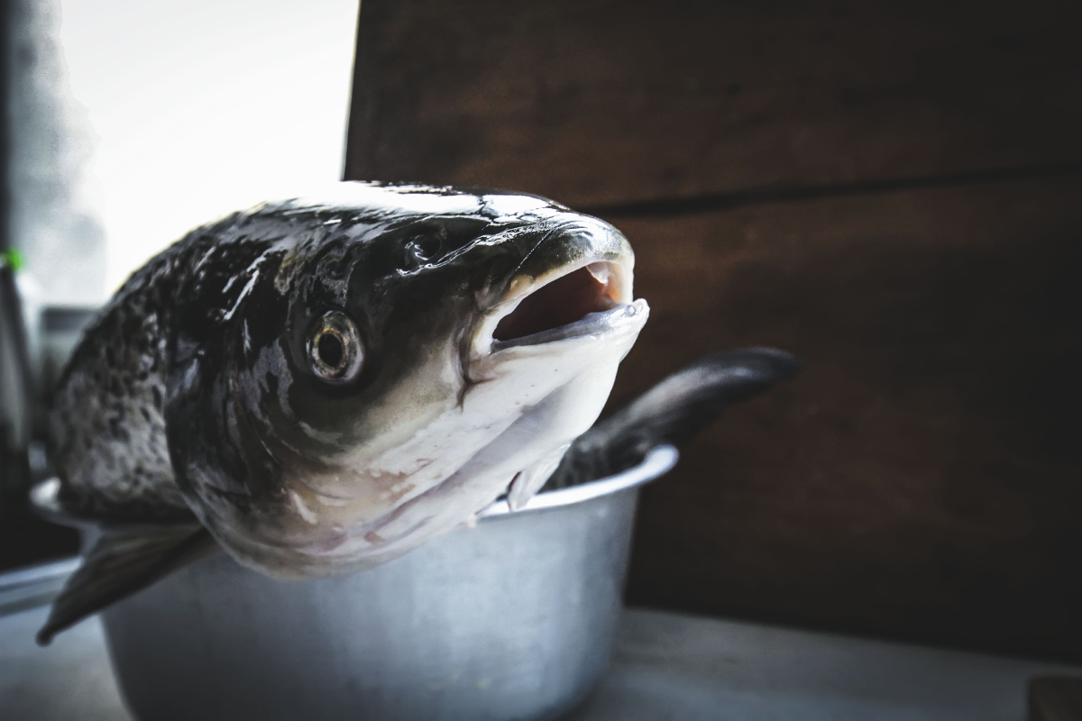 一只鱼的表情包自我修养