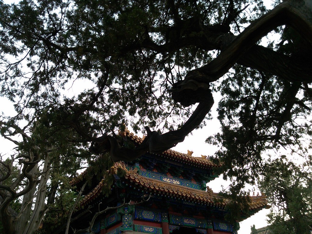 碑亭旁参天大树,树枝造型波折