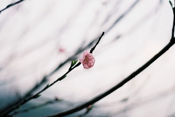 春花