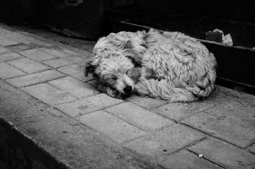 DOGGY