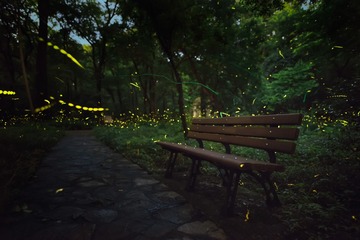 蛍の森