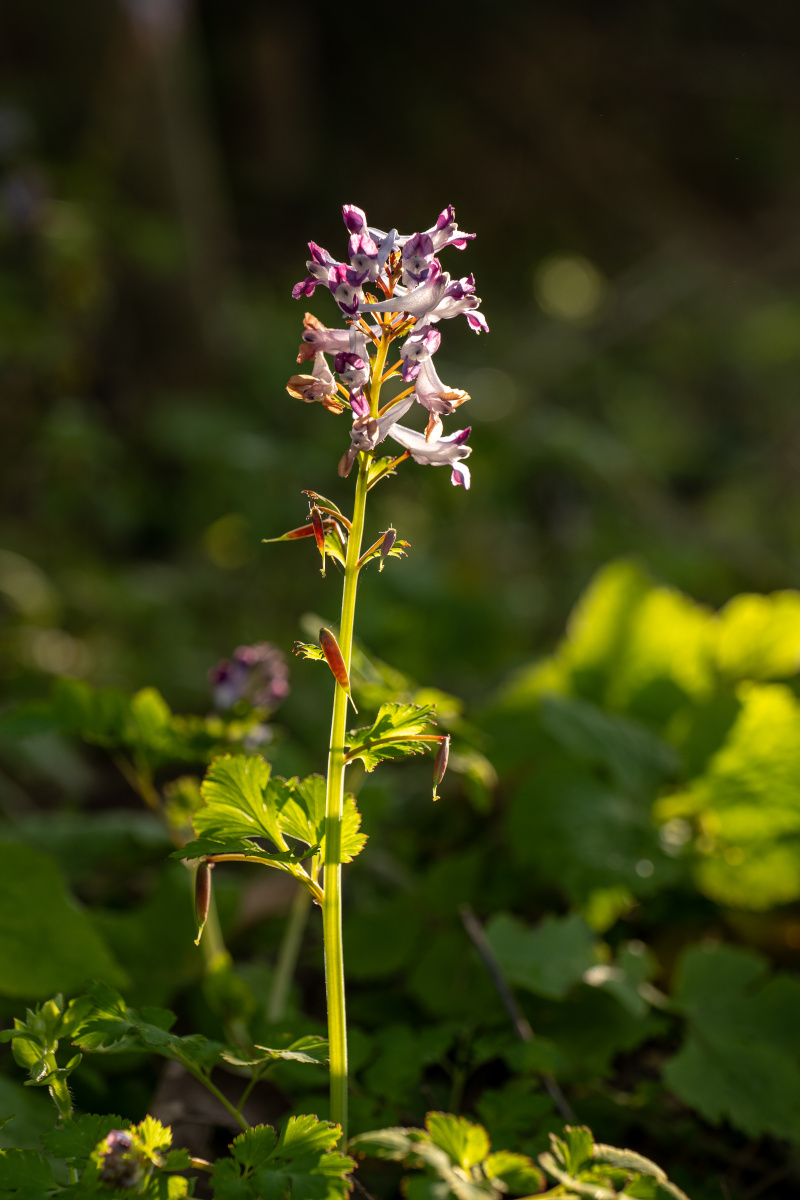 开花的刻叶紫堇