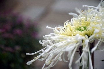 盛开的菊花