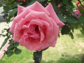 SAM_6636