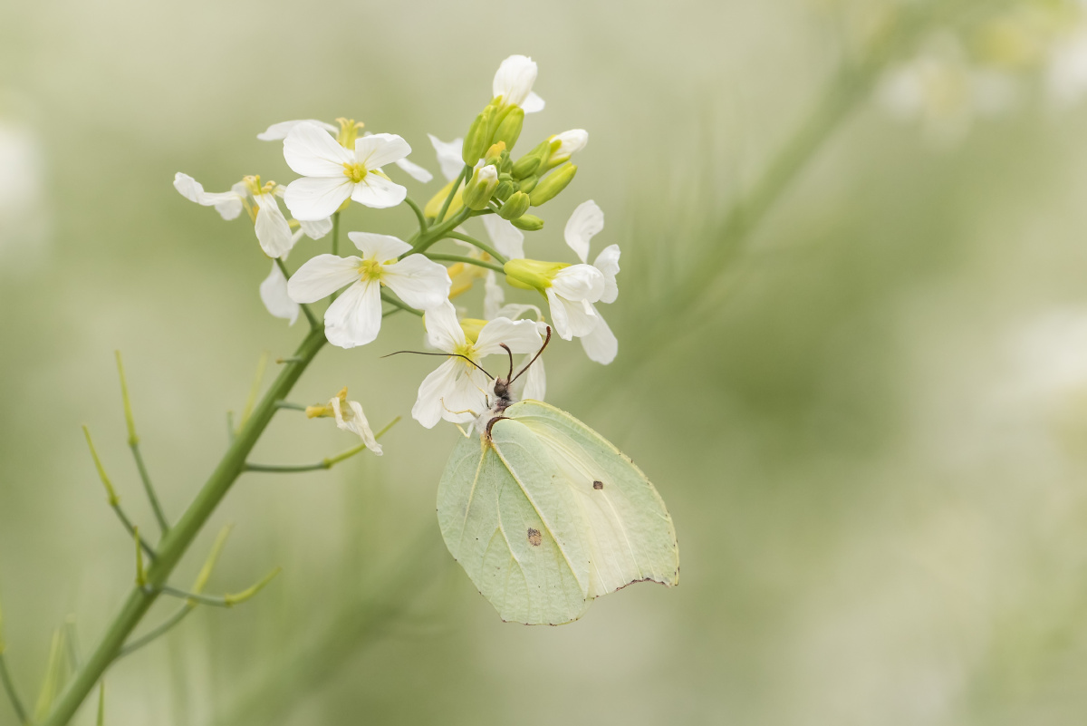 大钩粉蝶 - 天宇深哥 - 图虫