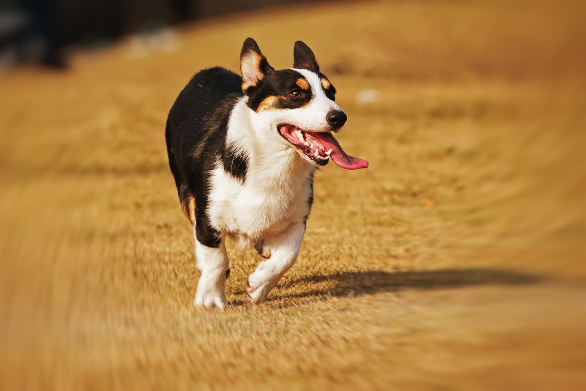 奔跑的狗狗 - 天宇深哥 - 图虫网 - 优质摄影师交流社区
