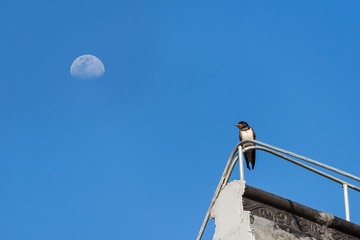 DSC_4454-2