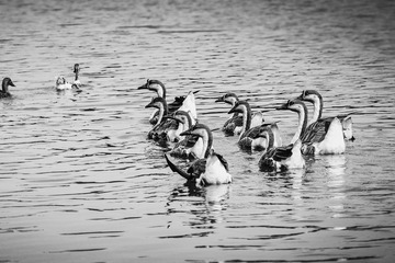 DSC_8884R
