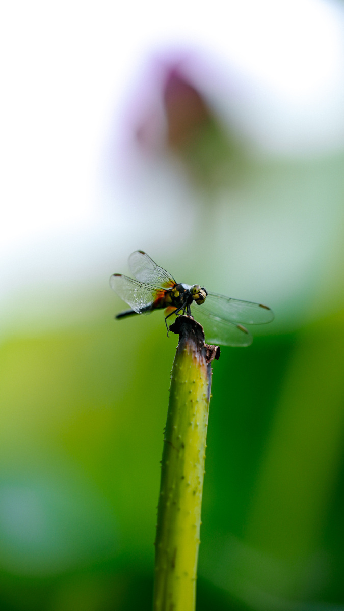 蜻蜓立上头