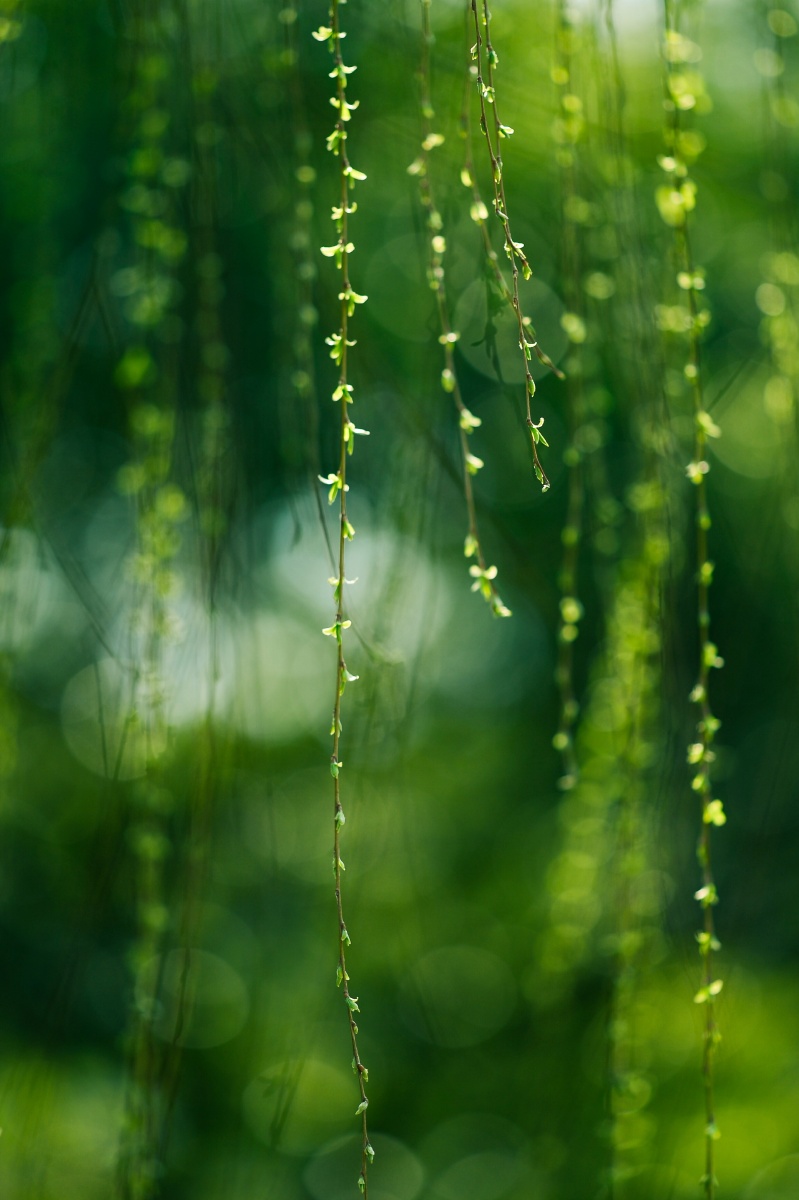 春绿- 深蓝之翼 - 图虫网 - 最好的摄影师都在这