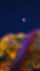 D34B8687-0FF7-424B-9BC3-365322700A80/L0/001