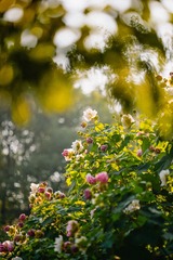 A72CA5C0-5776-40F6-8F3E-DF0127B29056/L0/001