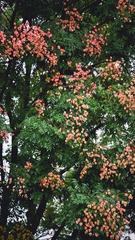 CBE10AB2-5772-4F70-A0A0-5125934A61E3/L0/001