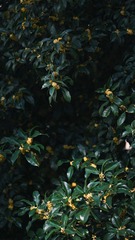 A1000F66-9504-46B7-A72C-C1450332B68F/L0/001