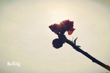 花儿1_better