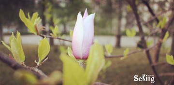 花儿3裁剪后_better
