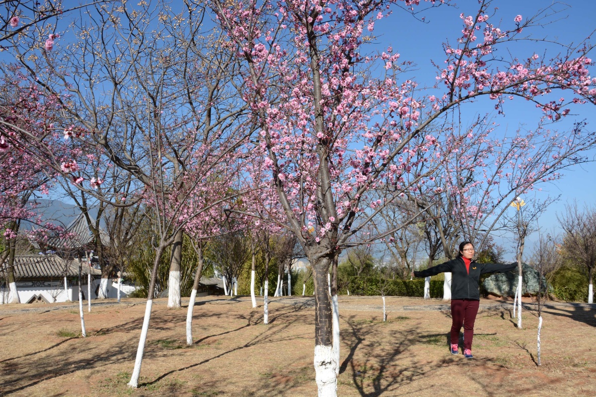 宿州高杆樱花苗木基地