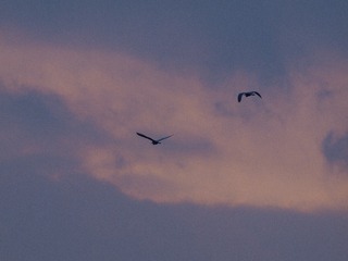 _4295479