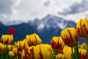 Tulipa-29