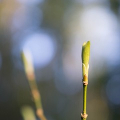 spring-8